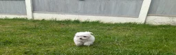 Maltese dogs for sale: TOY BOY MALTESE 💙💙 PRICE REDUCED! - Advert 12