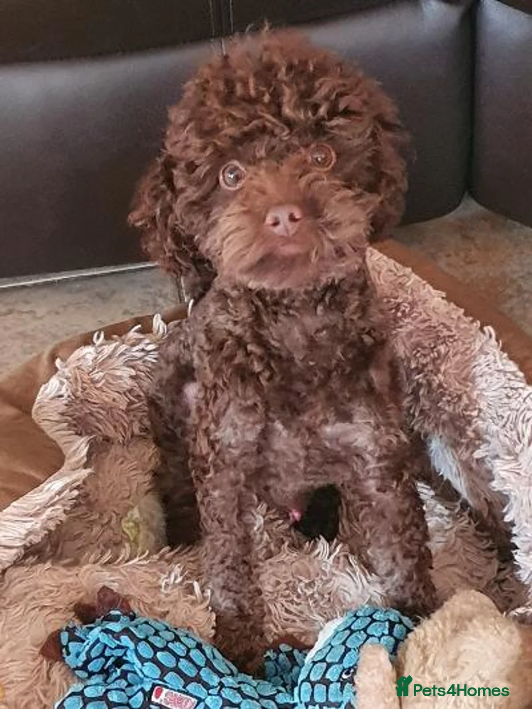 Toy Poodle dogs for stud: Tiny kc reg chocolate toy poodle.STUD ONLY! in Lincoln - Advert 8
