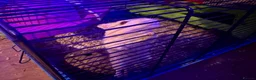 Gerbil rodents for sale: Gerbils Males and Females - Advert 3