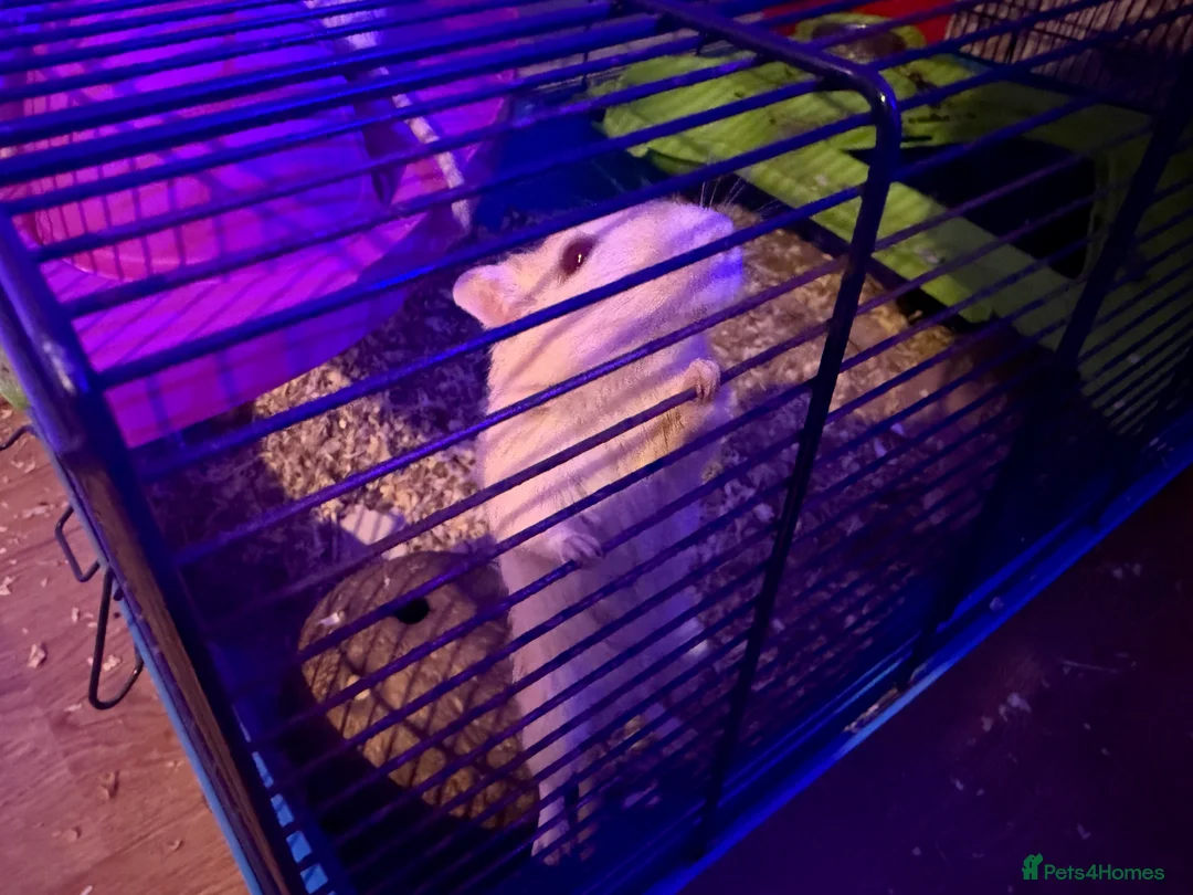 Gerbil rodents for sale: Gerbils Males and Females - Advert 3