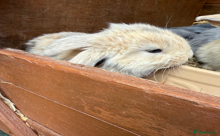 French Lop rabbits - Advert 3