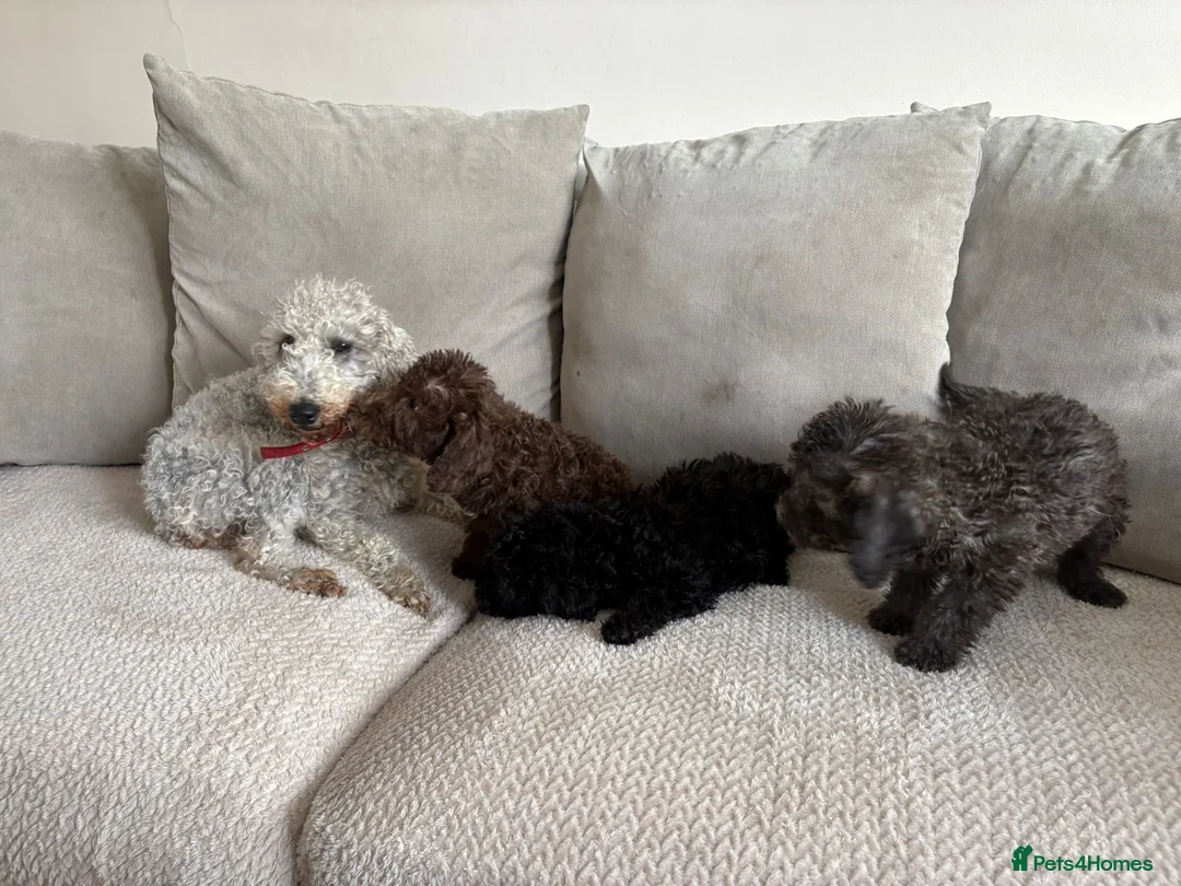 Bedlington Terrier dogs for sale: Bedlington Terrier Puppies  - Advert 2