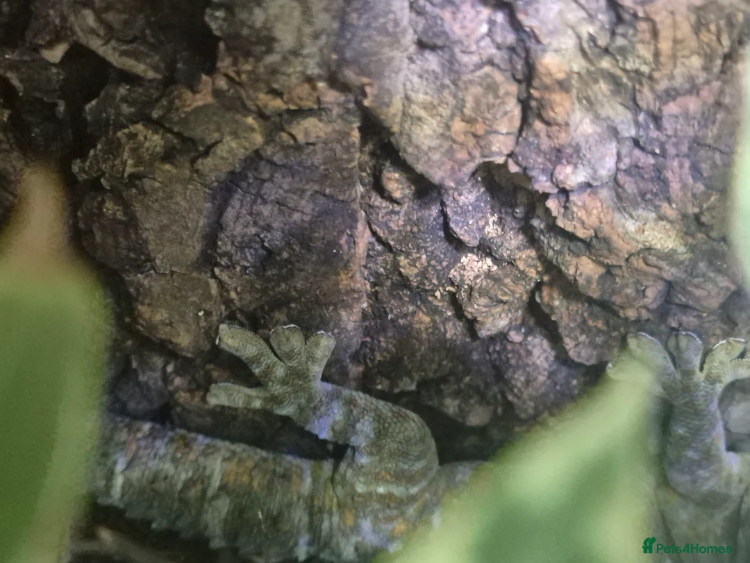 Gecko reptiles for sale: Unsexed Tokay Gecko around 18 months old  - Advert 5