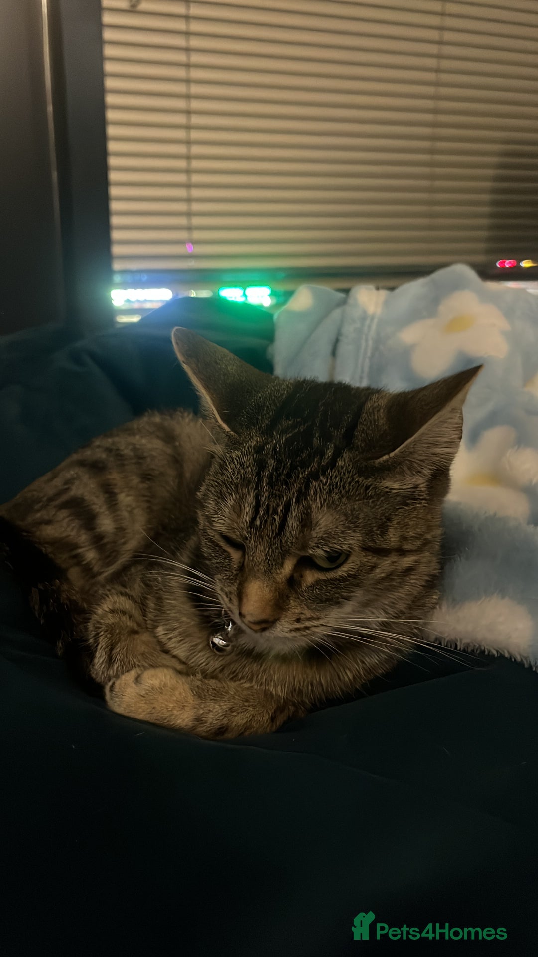 Mixed Breed cats for sale: 6 month old tabby  - Image 3