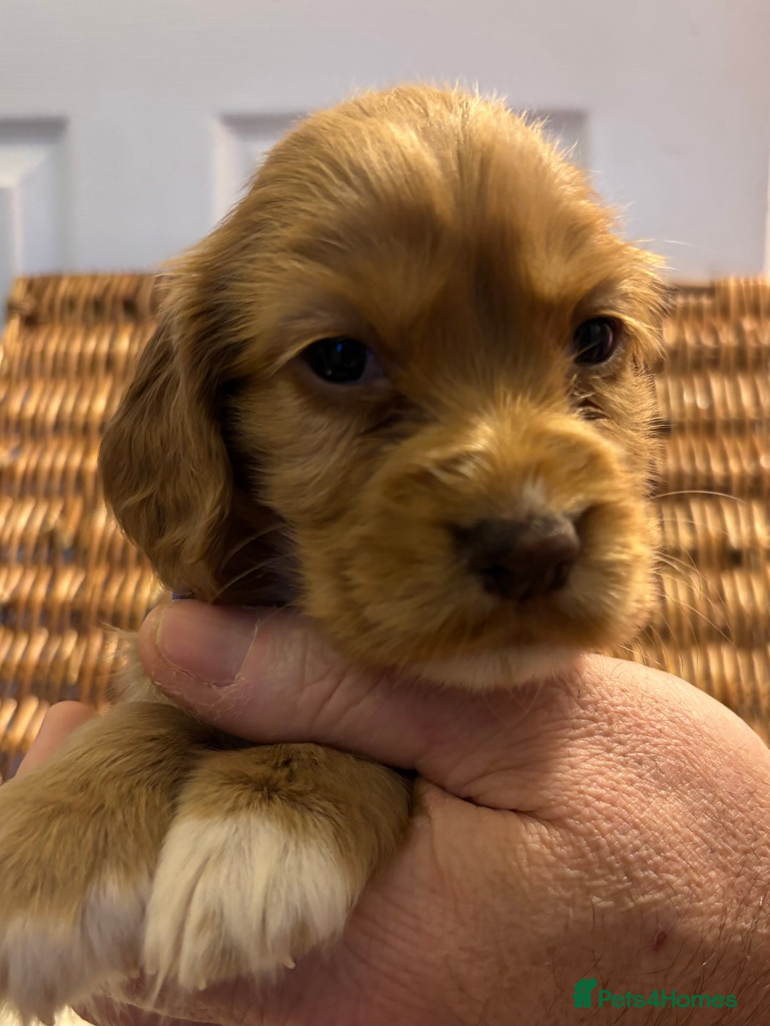 Cocker Spaniel dogs for sale: Working Cocker Spaniel Puppies - Advert 9
