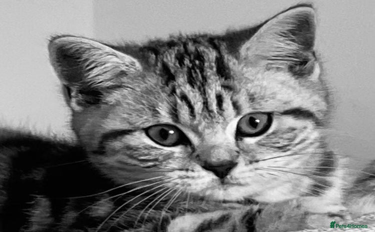 British Shorthair cats - Advert 16
