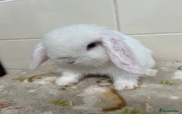 Mini Lop rabbits for sale: BEAUTIFUL MINI LOP BABIES READY NOW  - Image 15