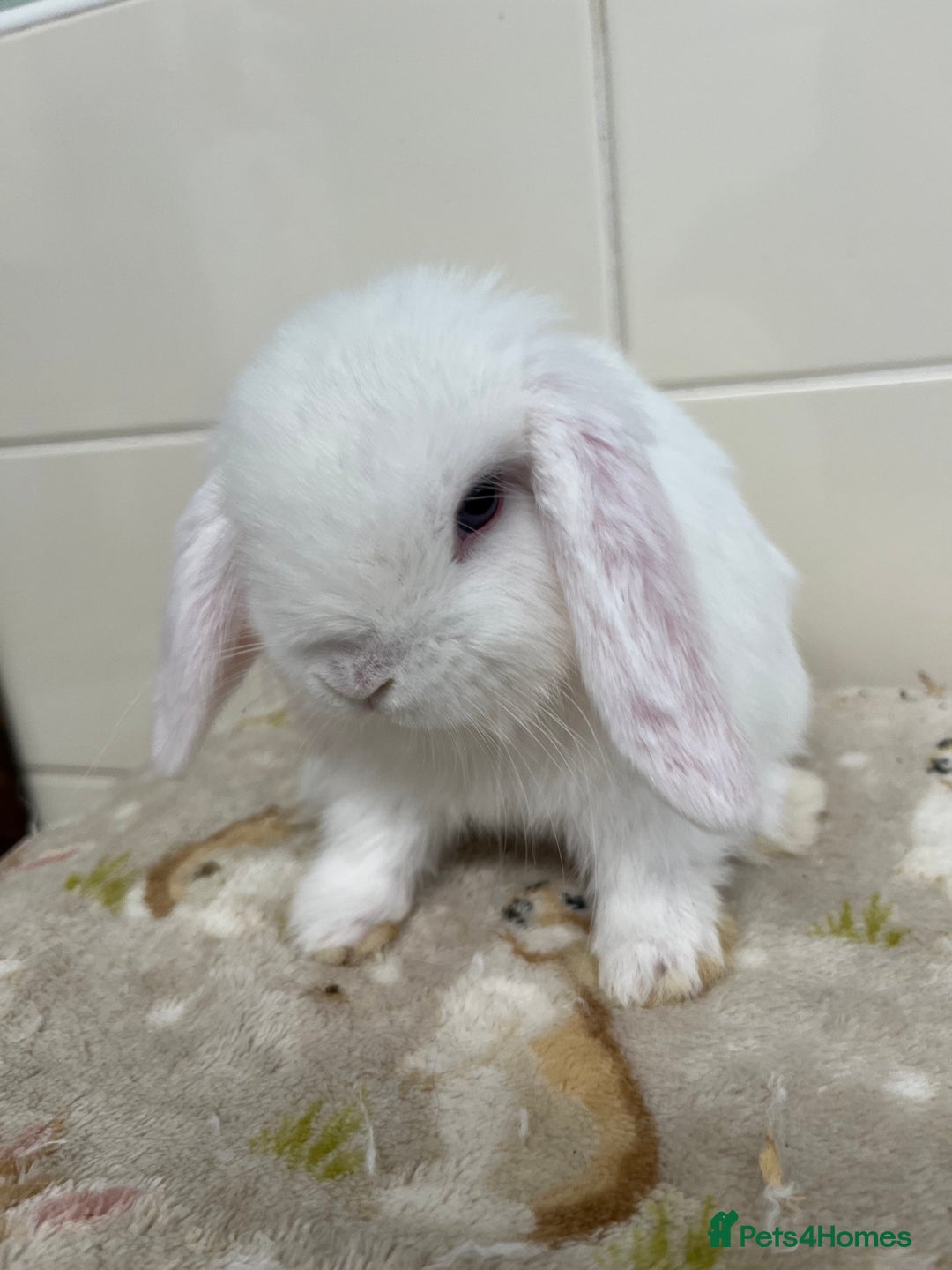 Mini Lop rabbits for sale: BEAUTIFUL MINI LOP BABIES READY NOW  - Image 15