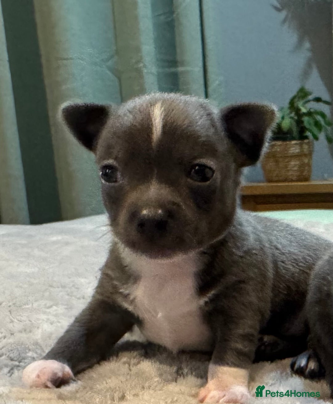 Chihuahua dogs for sale: 3 chihuahua puppies - Advert 3