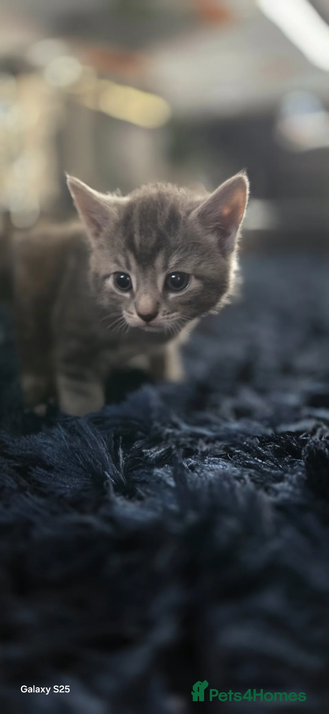 Mixed Breed cats for sale: Beautiful kittens ready to reserve, home raised - Advert 9