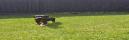 Dobermann dogs for sale: ☆☆Ready to leave Today  Black Doberman Puppies☆☆ - Advert 18