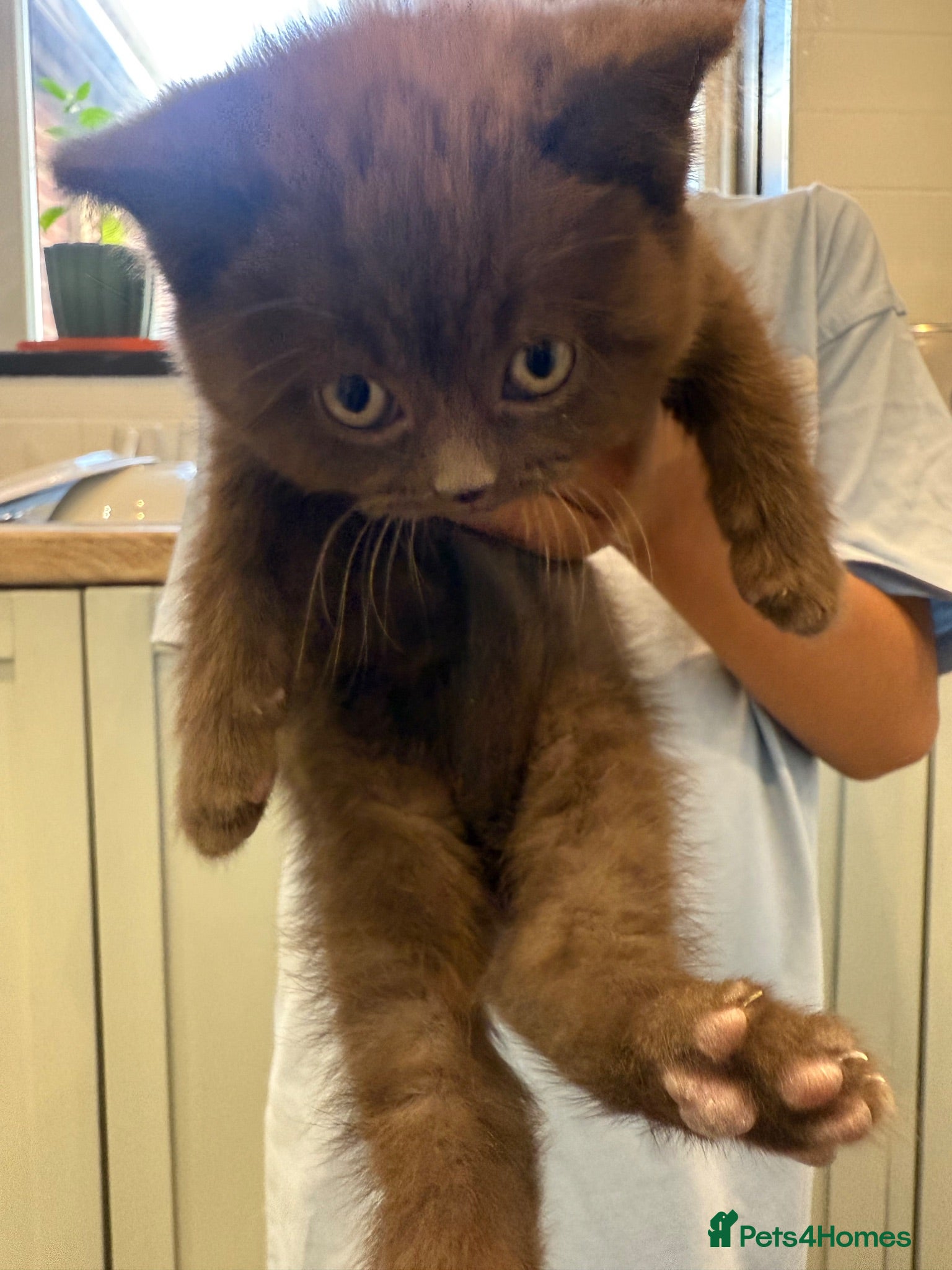 British Shorthair cats 5 chocolate and cinnamon British shorthair kittens - Advert 9