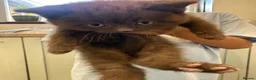 British Shorthair cats for sale: 5 chocolate and cinnamon British shorthair kittens - Advert 1