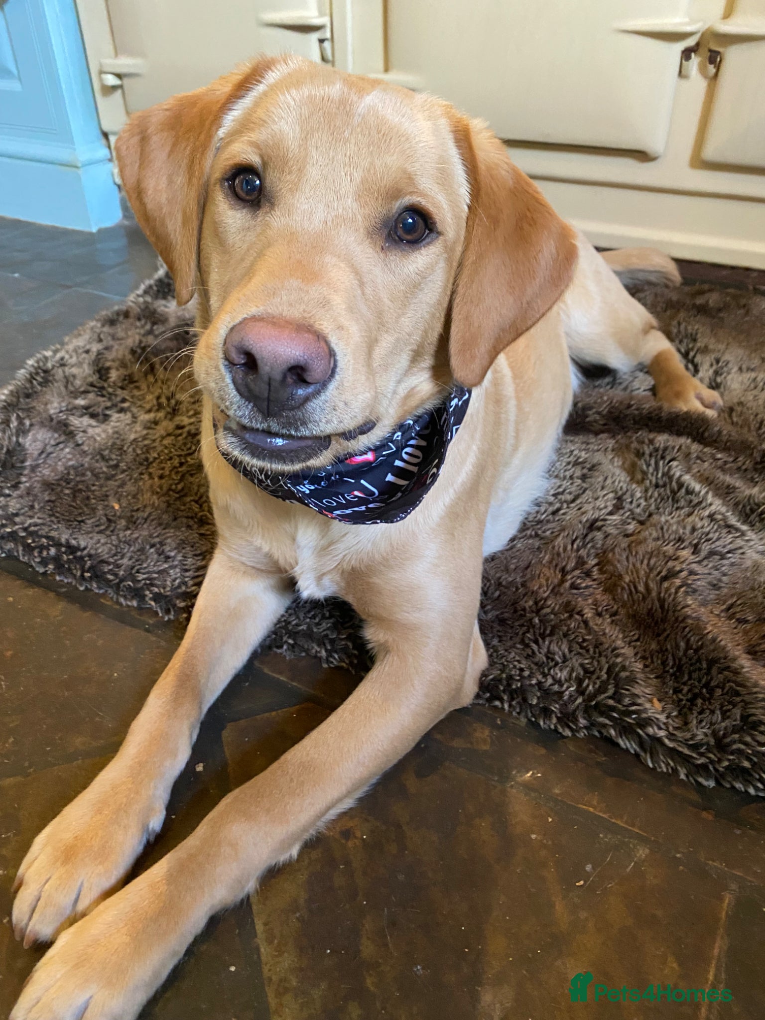 Labrador Retriever dogs for sale: Only Three Beautiful KC Boys left  in Henley-in-Arden - Advert 7