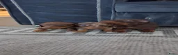 Dachshund dogs for sale: Dachshund puppies 🐶  in Barnsley - Advert 5
