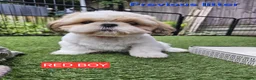Shih Tzu dogs for sale: 🐶🐾EXCEPTIONAL PURE STANDARD SHIH TZU PUPPIES🐾🐶 - Advert 1