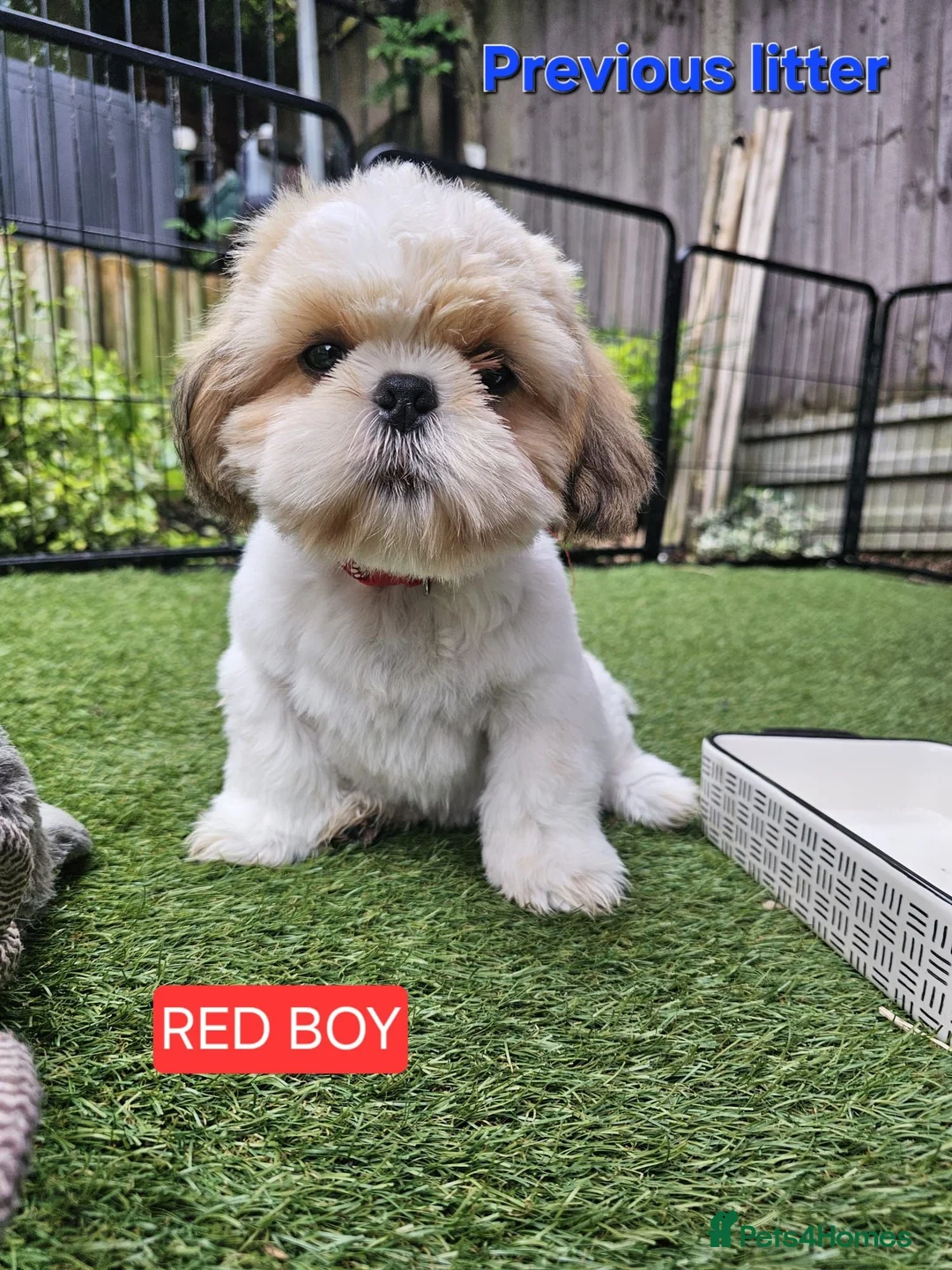 Shih Tzu dogs for sale: 🐶🐾EXCEPTIONAL PURE STANDARD SHIH TZU PUPPIES🐾🐶 - Advert 1