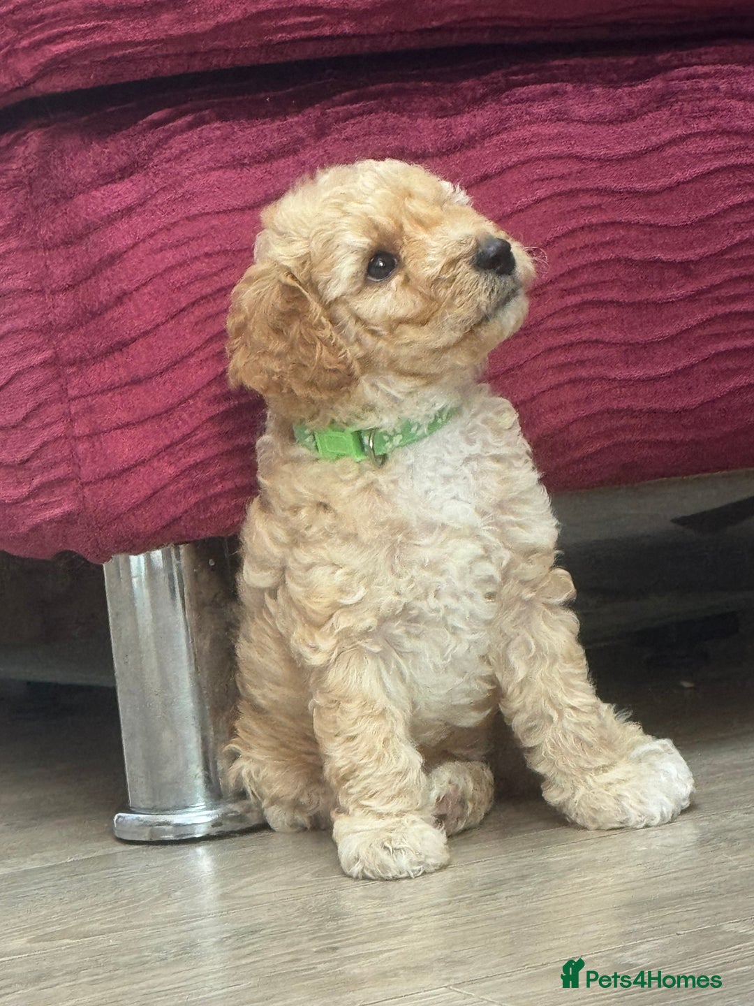 Goldendoodle dogs for sale: ⭐️⭐️READY NOW⭐️⭐️ Beautiful Goldendoodles - Image 23