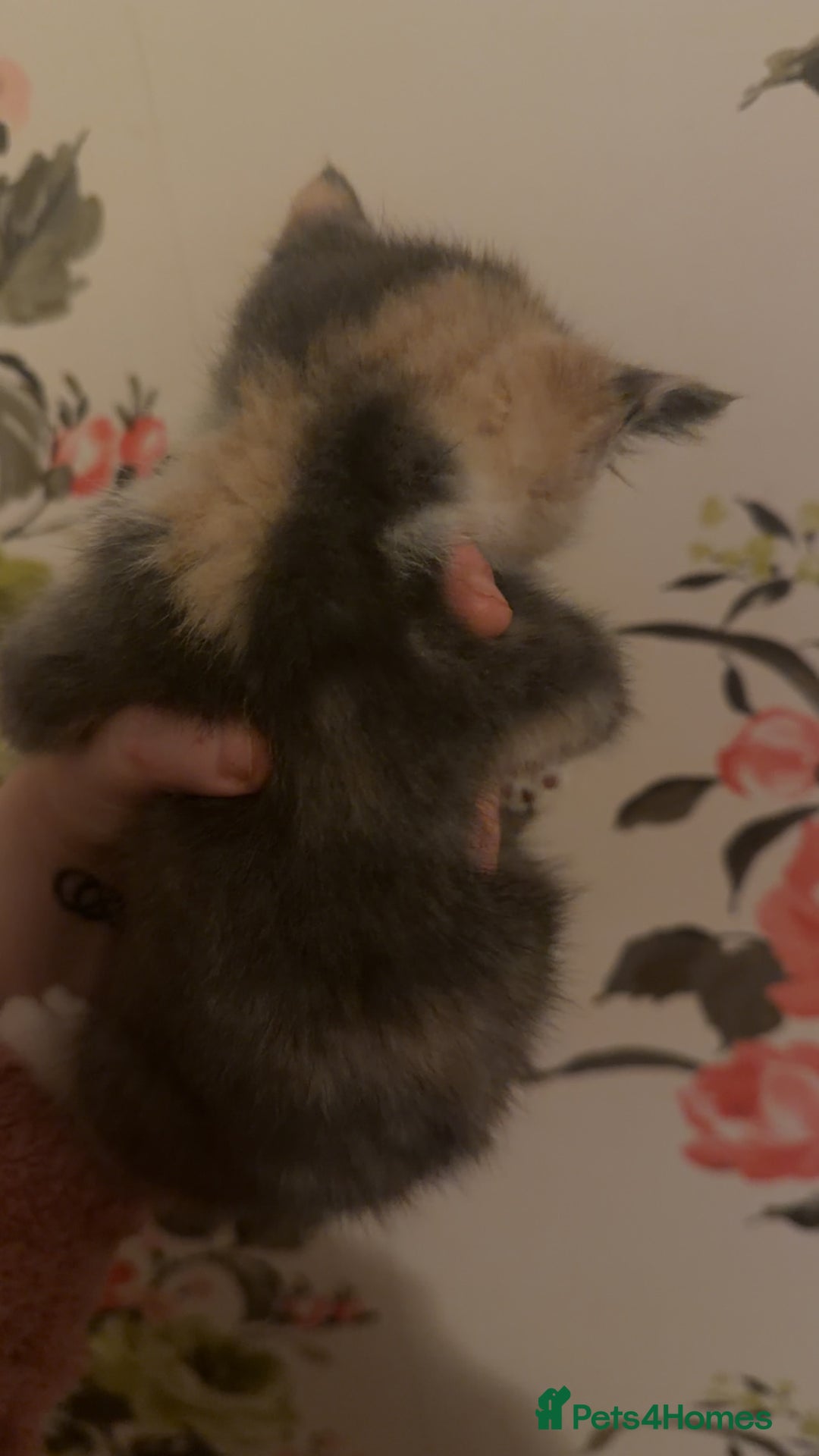 Mixed Breed cats for sale: 4 beautiful kittens  - Advert 5