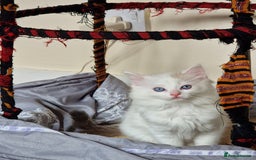 Mixed Breed cats for sale: Rare Ragdoll × Norwegian Forest kittens - Image 12