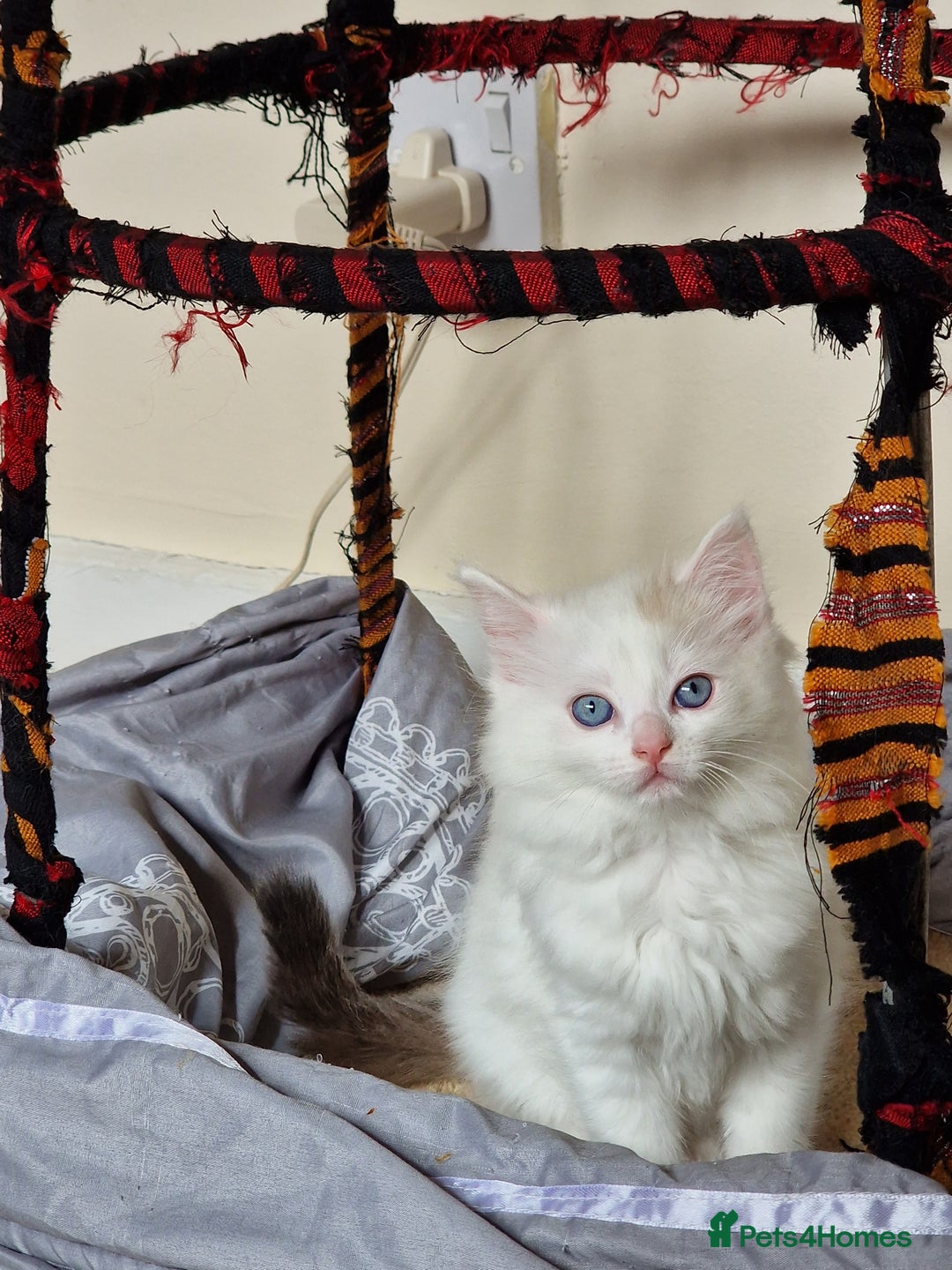 Mixed Breed cats for sale: Rare Ragdoll × Norwegian Forest kittens - Image 12
