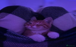 British Shorthair cats for sale: Male Cat for Sale  - Advert 7