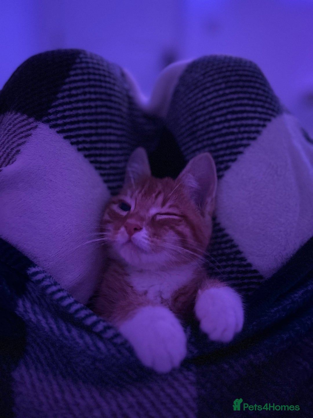 British Shorthair cats for sale: Male Cat for Sale  - Advert 7