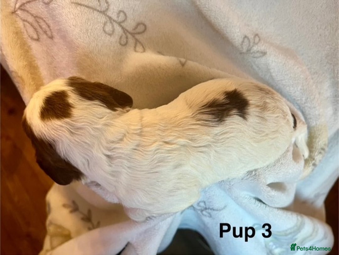 Cockapoo dogs for sale: Adorable Cocker Spaniel/Cockapoo Puppies - Image 15