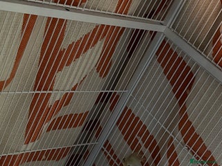 Cockatiels birds Young male cockateil - Advert 2