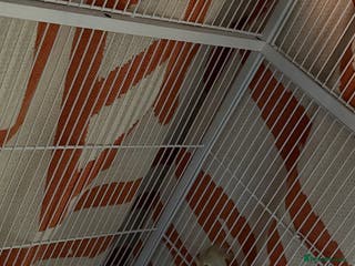 Cockatiels birds Young male cockateil - Advert 11