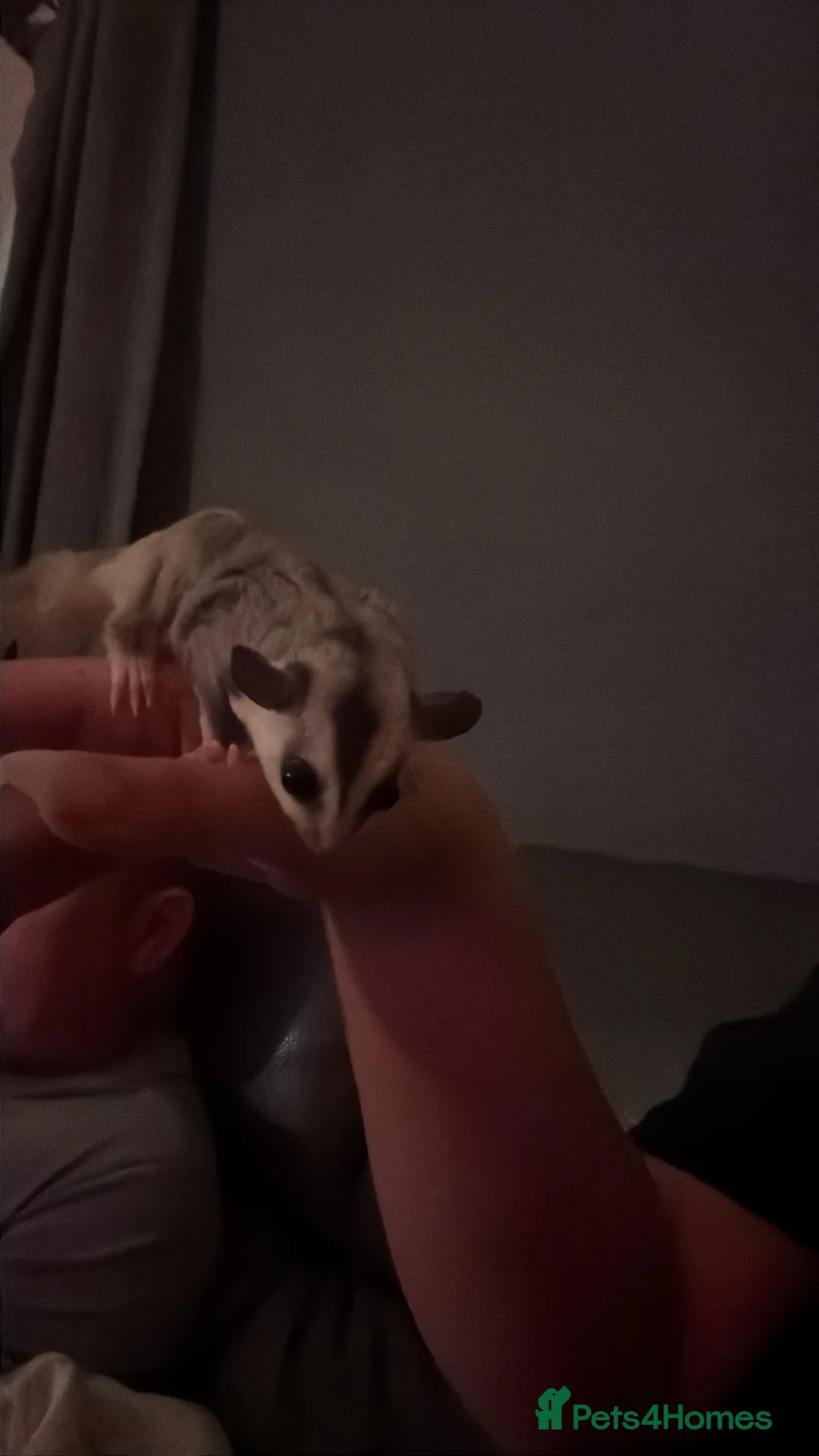 Sugar Glider rodents for sale: Sugar gliders.  in Alloa - Advert 2