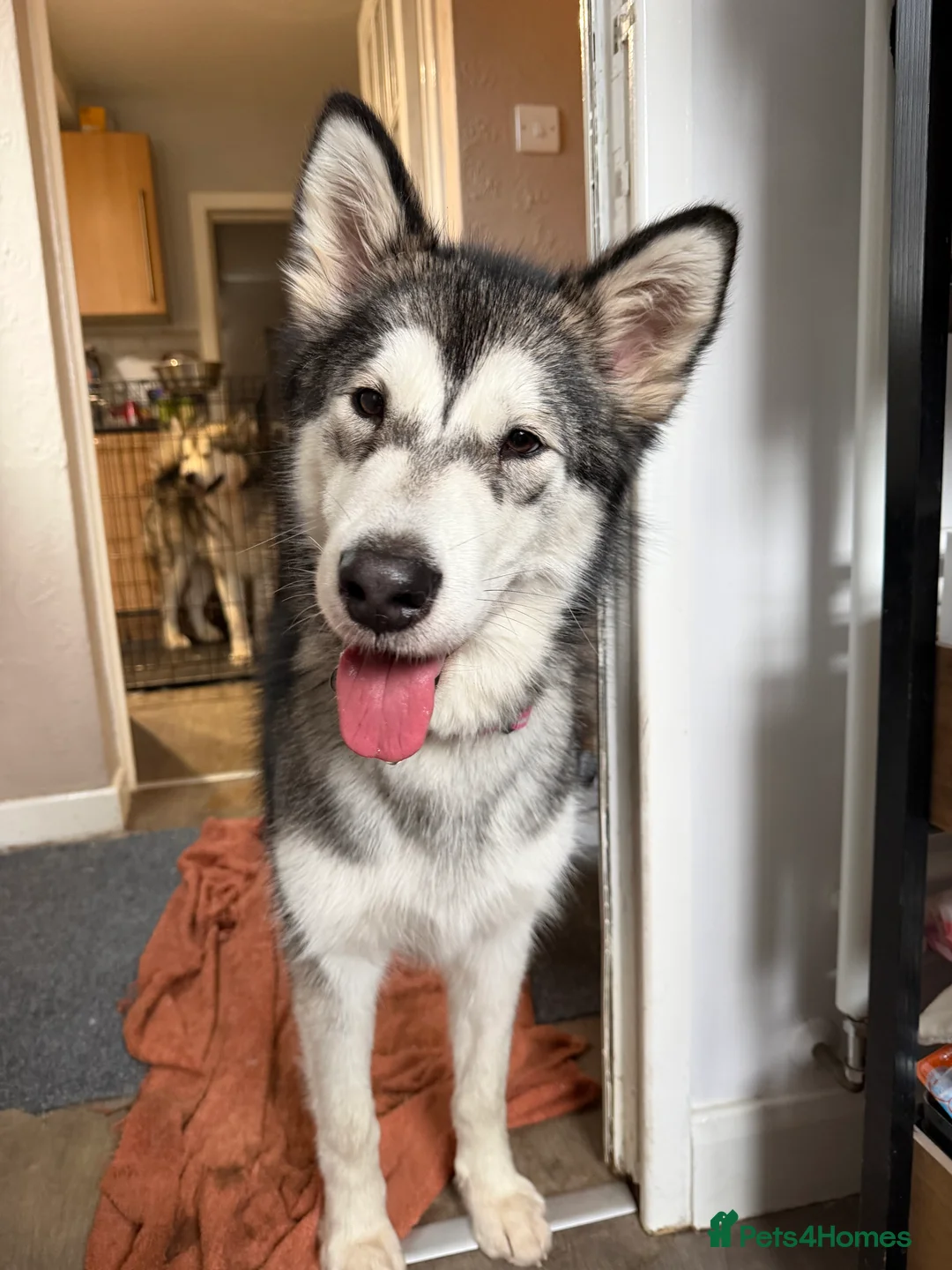Alaskan Malamute dogs for sale: 2 female Alaskan malamutes 🩷 - Advert 4