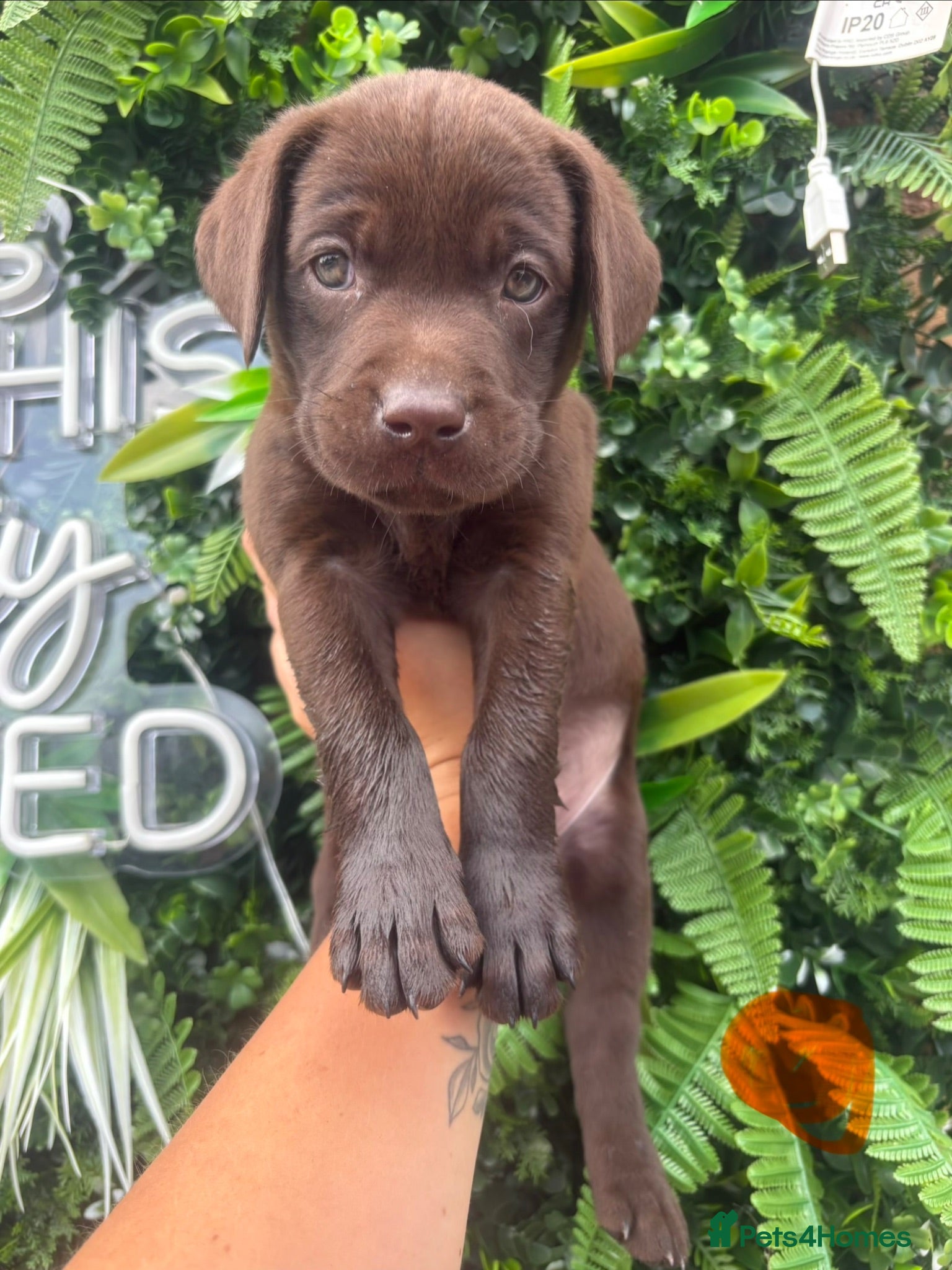Labrador Retriever dogs Beautiful Chocolate Labs - Advert 1