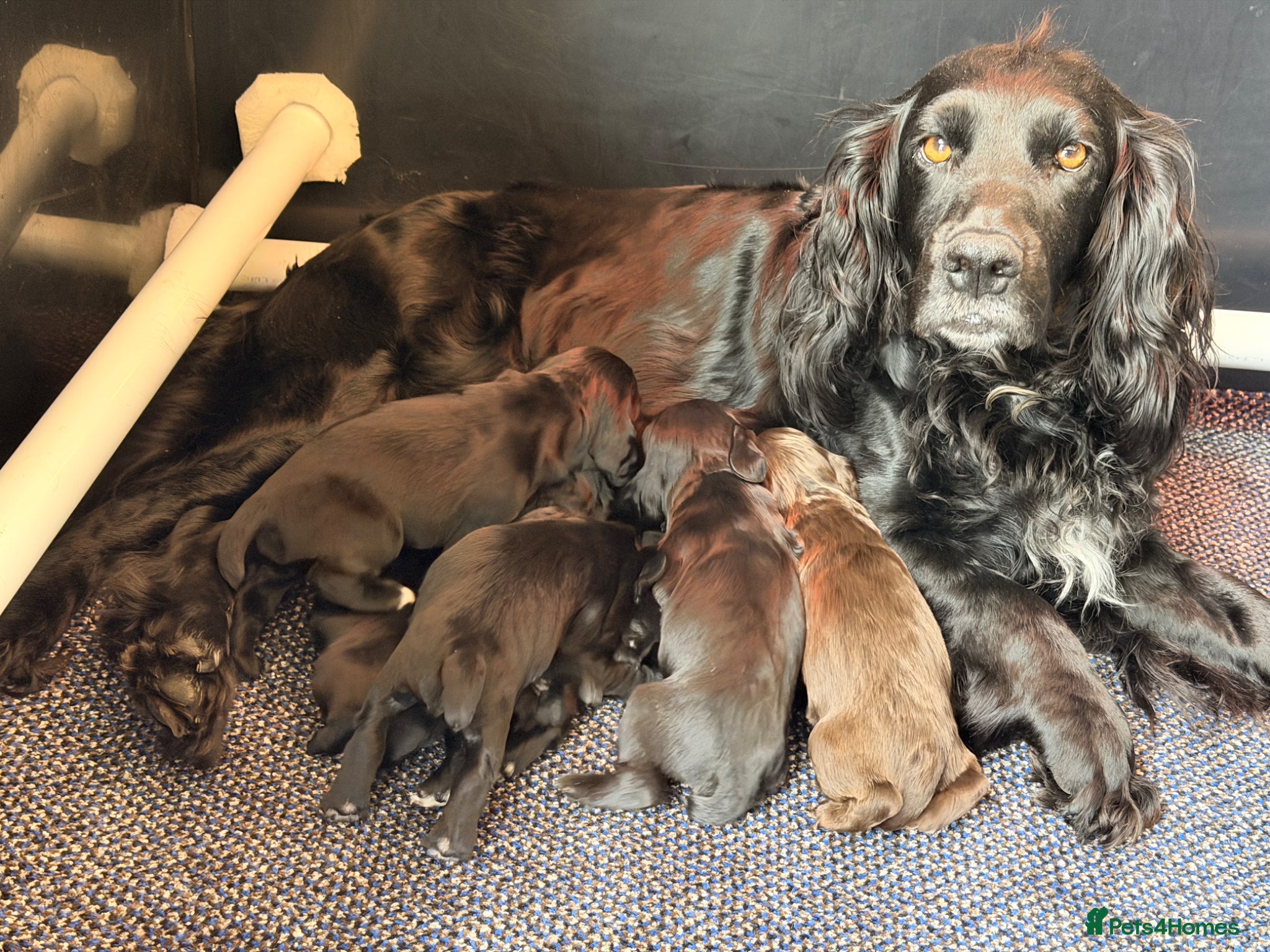 Cocker Spaniel dogs for sale: Working cocker spaniel puppies - Advert 1