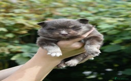 Pomsky dogs for sale: Merle Genuine Toy Size  Pomsky Puppies - Image 28