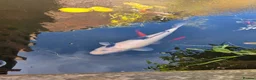 Koi Carp fish for sale: Koi fish, must go together  in Wincanton - Advert 1