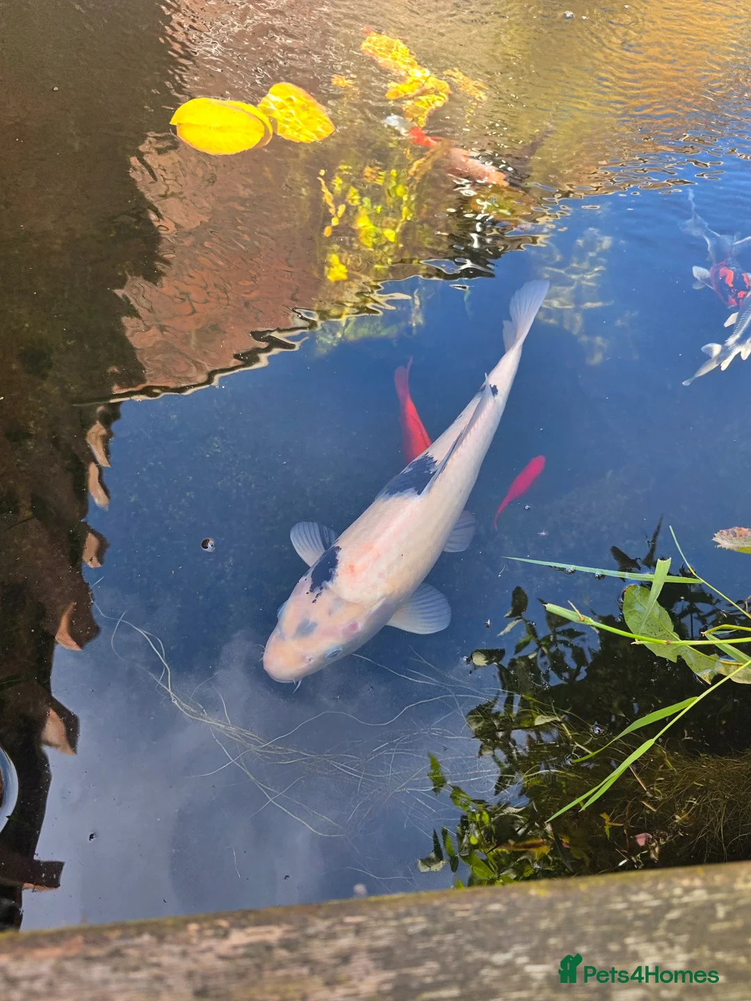 Koi Carp fish for sale: Koi fish, must go together  in Wincanton - Advert 1