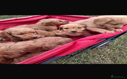 Mini Goldendoodle dogs for sale: F1 Goldendoodle puppies  - Image 4