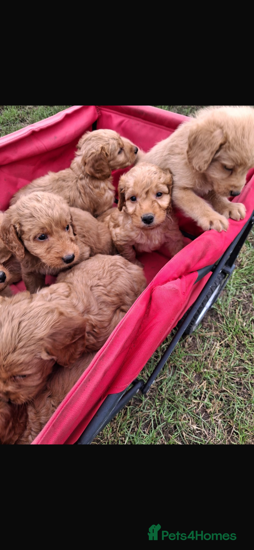 Mini Goldendoodle dogs for sale: F1 Goldendoodle puppies  - Image 4