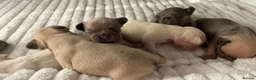 French Bulldog dogs for sale: Lilac/cream,platinum & fawn frenchie puppies - Advert 4