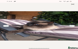 Ragdoll cats for sale: Absolutely gorgeous ragdoll kittens - Image 6