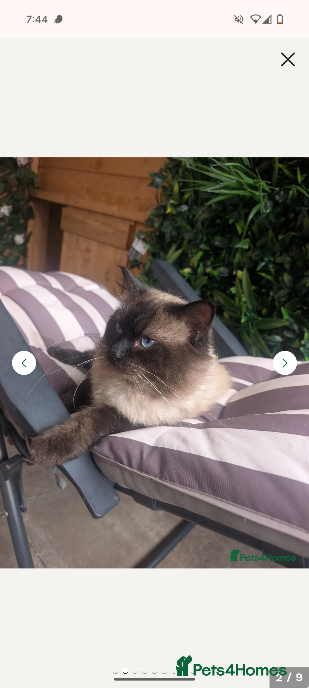 Ragdoll cats for sale: Absolutely gorgeous ragdoll kittens - Image 6