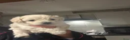 Maltipoo dogs for sale: Stunning little Maltipoo puppies ❤️ - Advert 2