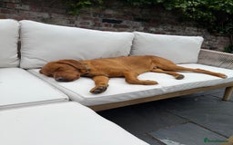 Labrador Retriever dogs for sale: Fox Red Male Labrador Retriever 20 months  - Image 5