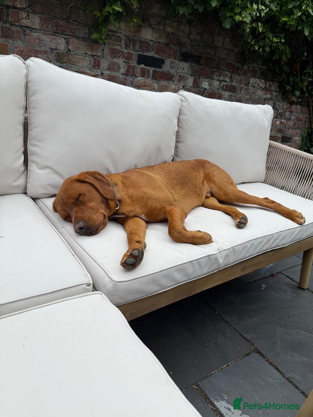 Labrador Retriever dogs for sale: Fox Red Male Labrador Retriever 20 months  - Image 5