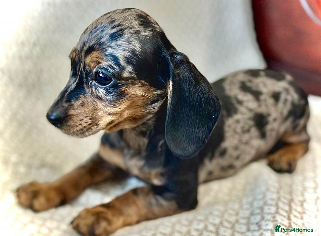 Miniature Dachshund dogs for sale:  litter of miniature dachshunds (smoothhair) - Image 6