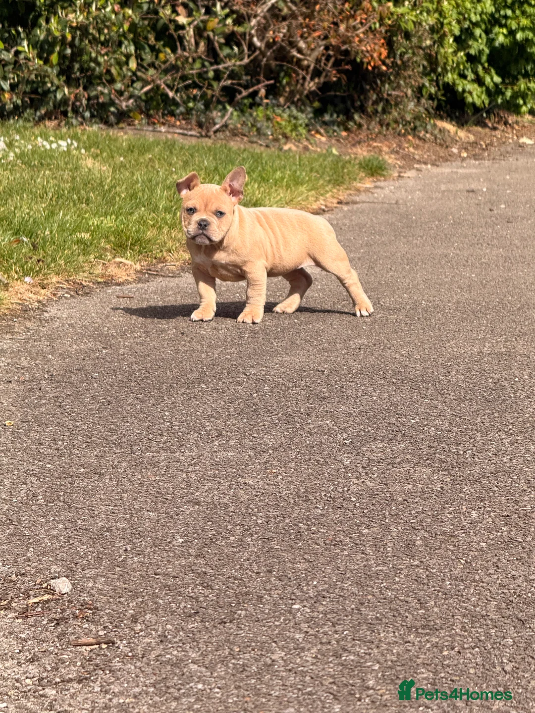 American Bully dogs for sale: Nano bullys micro bully’s  - Advert 16