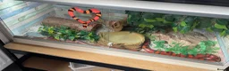 Milk Snake reptiles for sale: Tangerine Honduran Milk Snake - Advert 5