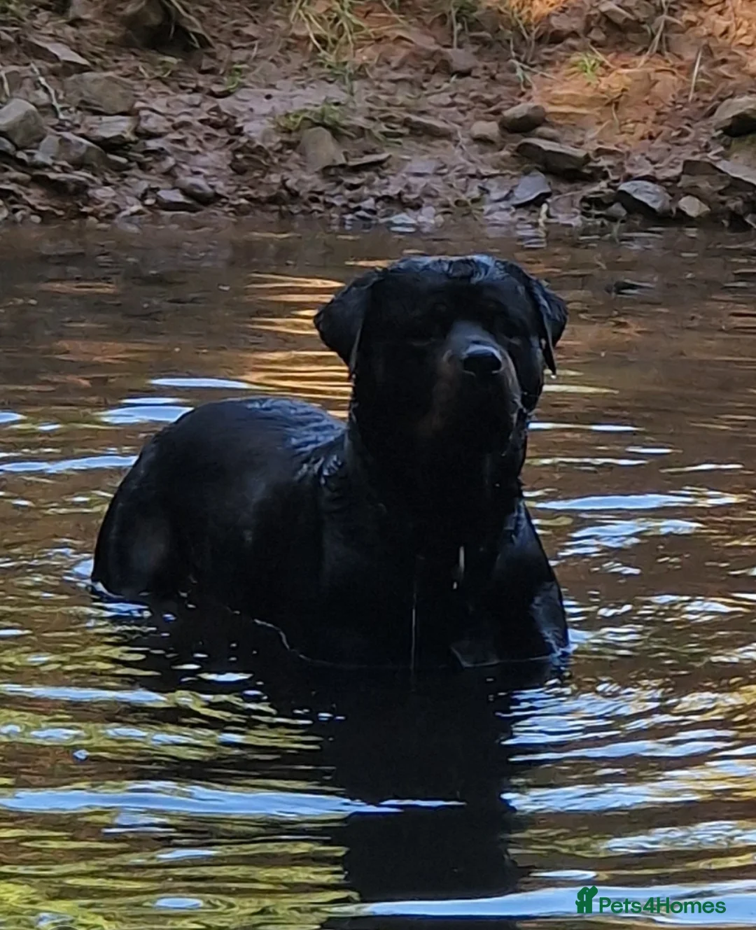 Rottweiler dogs for stud: Proven rottweiler stud NOT KC"d  - Advert 4