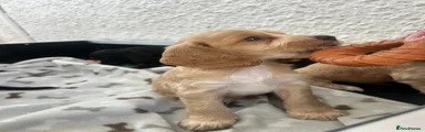 Cocker Spaniel 7